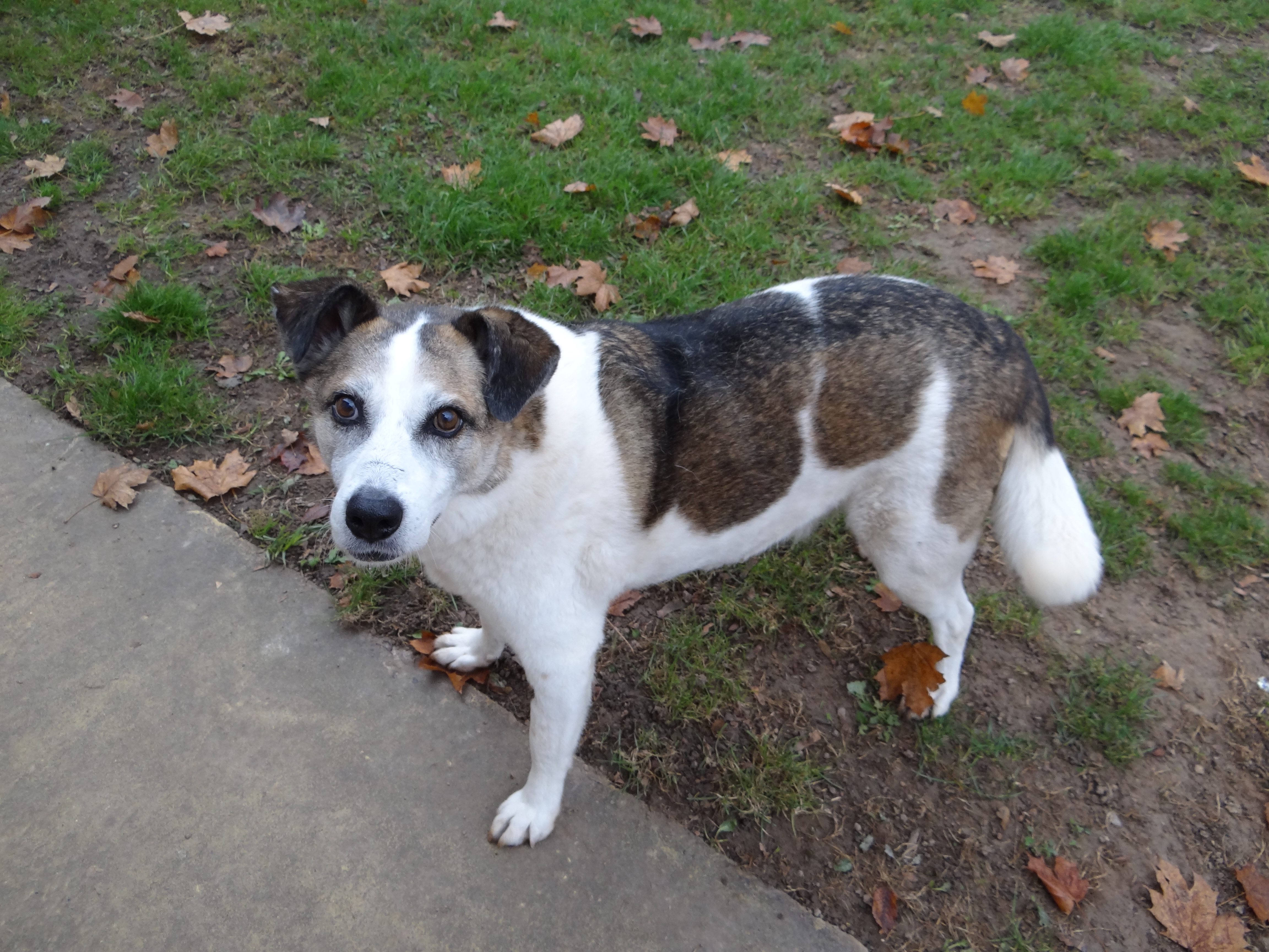 Krümel ein besonderer Hund sucht besondere Menschen Tierheim Lahr