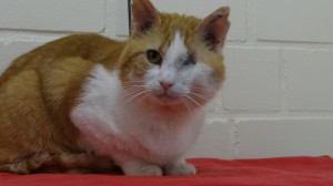 Balu3