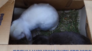 Im unteren Karton zwei ausgesetzte Kaninchen...