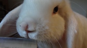 Das weiße Kaninchen hat eine alte Verletzung an der Nase...