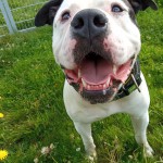 Chico - Englische Bulldogge - Bild 3