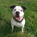 Chico - Englische Bulldogge - Bild 2