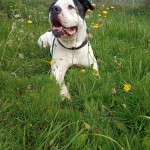 Chico - Englische Bulldogge - Bild 5