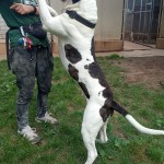 Chico - Englische Bulldogge - Bild 7