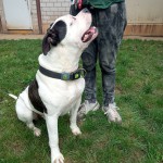 Chico - Englische Bulldogge - Bild 9