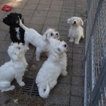 Sunny - Dackel - Bild 3