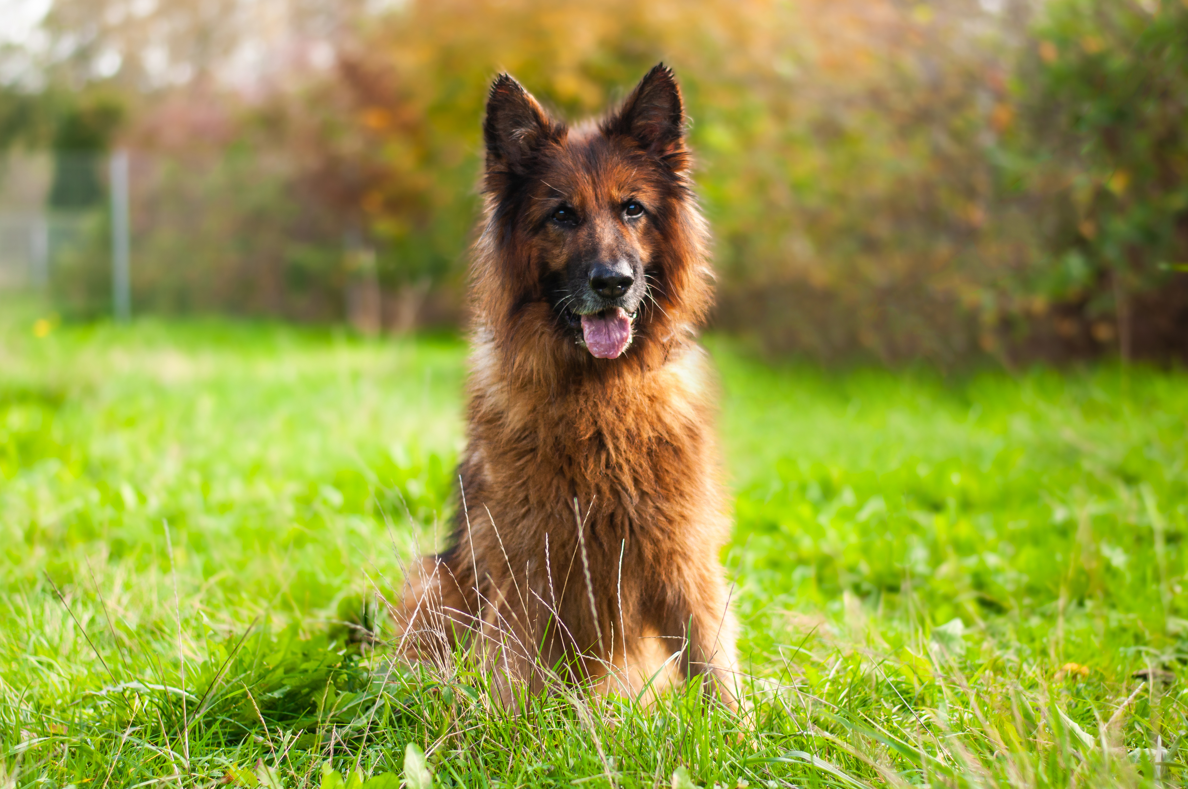 Varro - Deutscher Schäferhund - Bild 2