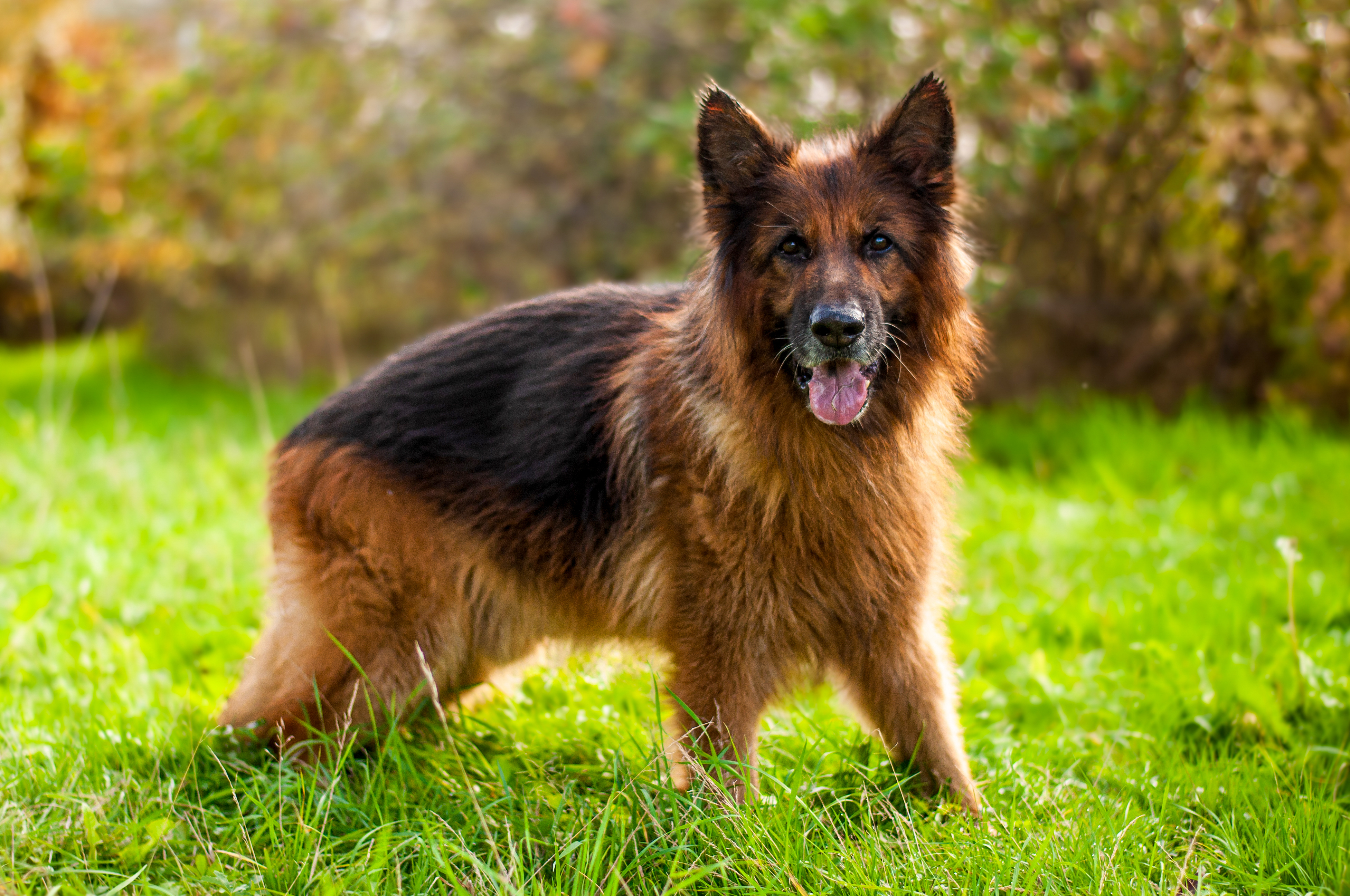 Varro - Deutscher Schäferhund - Bild 3
