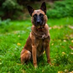 Nelly - Border Collie - Bild 5