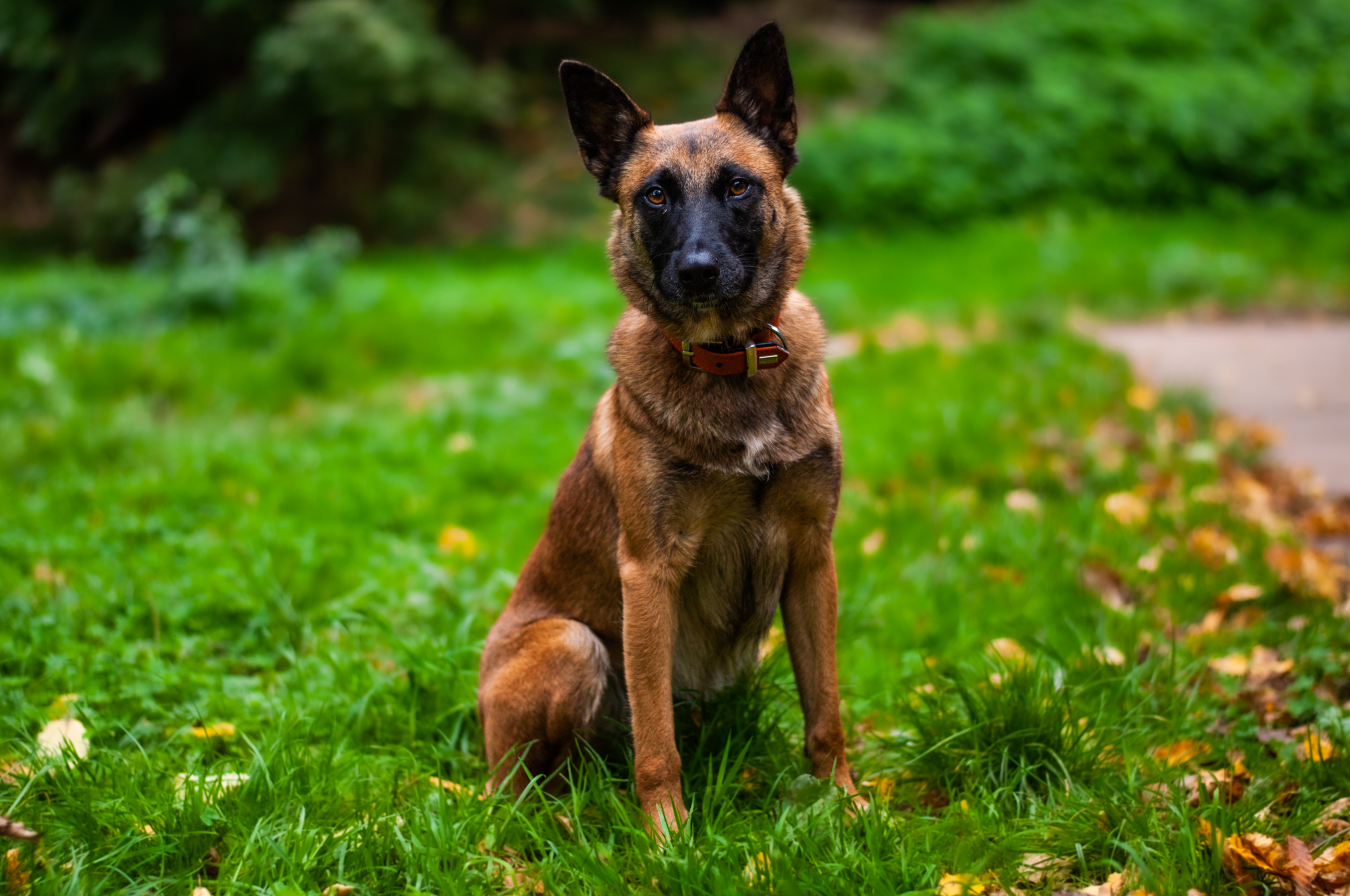 Nelly - Border Collie - Bild 4