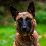 Nelly - Border Collie - Bild 3