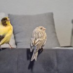 vermisst Friesenheim 2