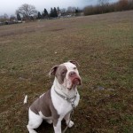 Athos - Chihuahua - Bild 3