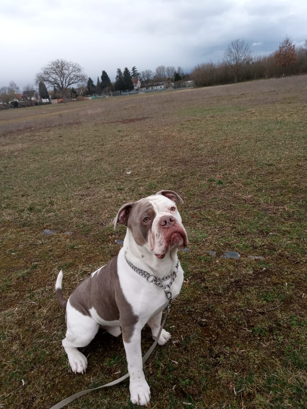 Athos - Chihuahua - Bild 2