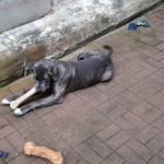 Luna - Labrador Retriever, Englische Bulldogge, Deutscher Schäferhund, Deutsche Dogge - Bild 7