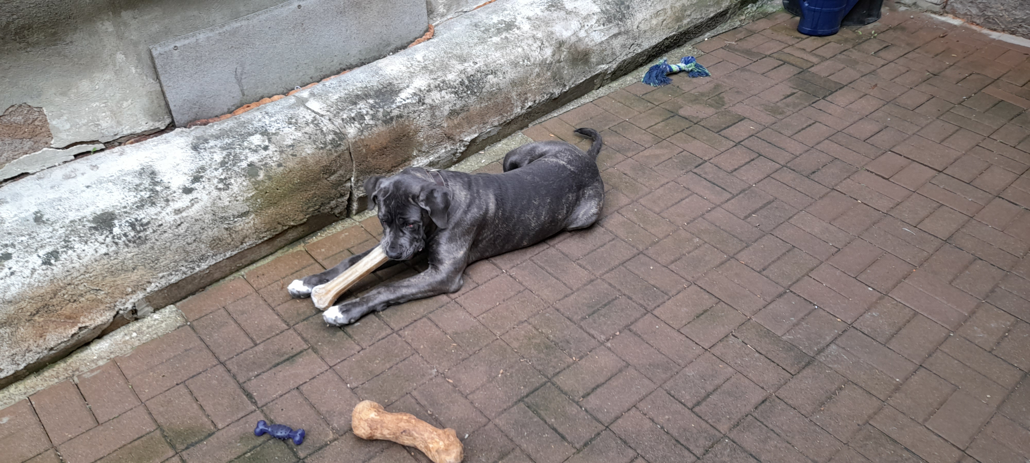 Luna - Labrador Retriever, Englische Bulldogge, Deutscher Schäferhund, Deutsche Dogge - Bild 6