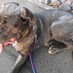 Luna - Labrador Retriever, Englische Bulldogge, Deutscher Schäferhund, Deutsche Dogge - Bild 5