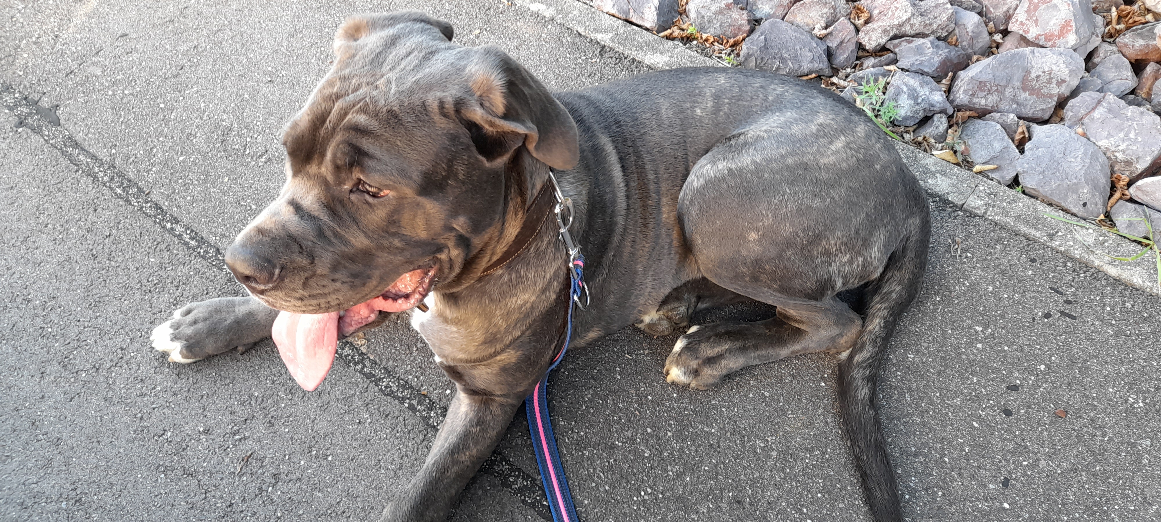 Luna - Labrador Retriever, Englische Bulldogge, Deutscher Schäferhund, Deutsche Dogge - Bild 4