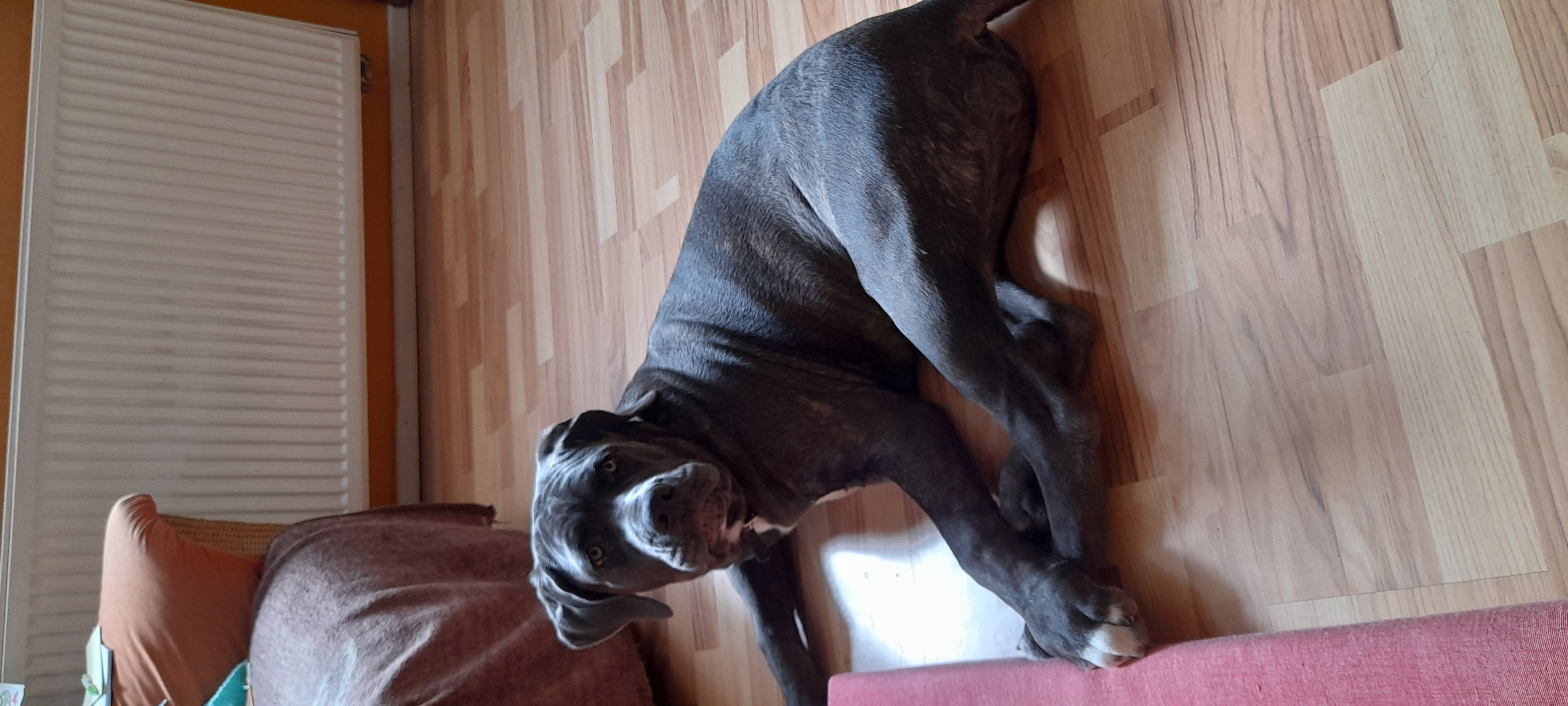 Luna - Labrador Retriever, Englische Bulldogge, Deutscher Schäferhund, Deutsche Dogge - Bild 2