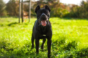 Ozzy - Cane Corso Italiano - Bild 3