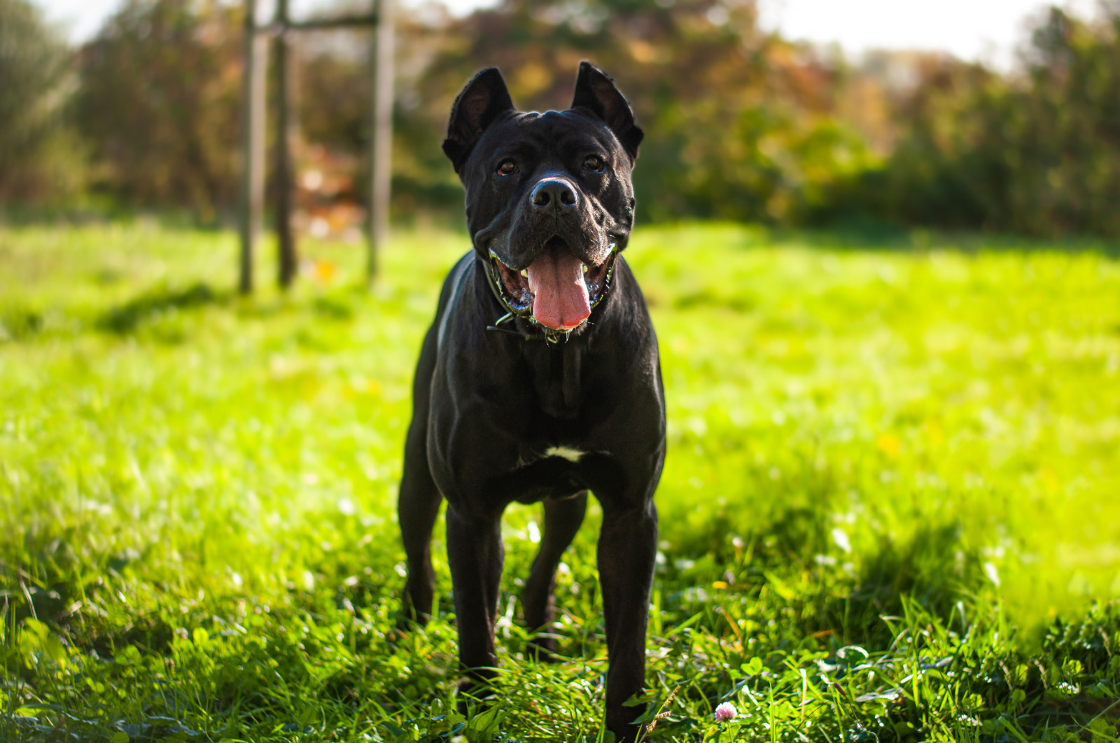 Ozzy - Cane Corso Italiano - Bild 2