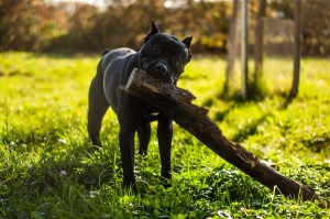 Ozzy - Cane Corso Italiano - Bild 5