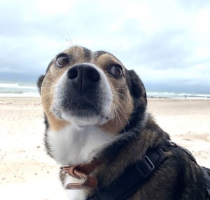 Cato - Österreichischer Pinscher - Bild 5