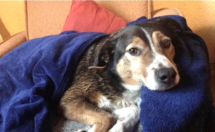 Cato - Österreichischer Pinscher - Bild 3