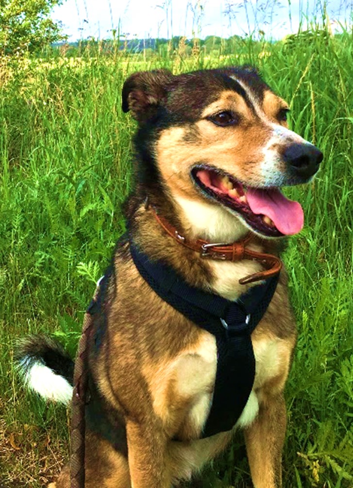 Cato - Österreichischer Pinscher - Bild 2