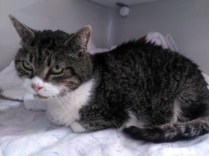 Fundkater Kuhbach
