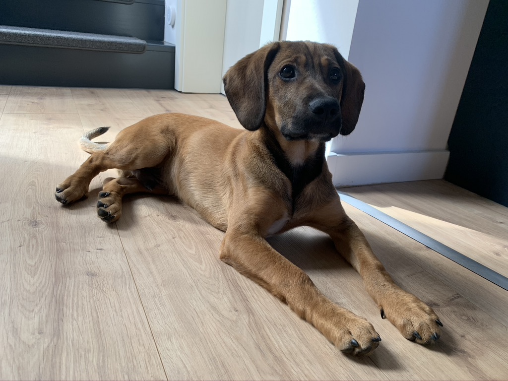 Bobby - English Cocker Spaniel - Bild 3