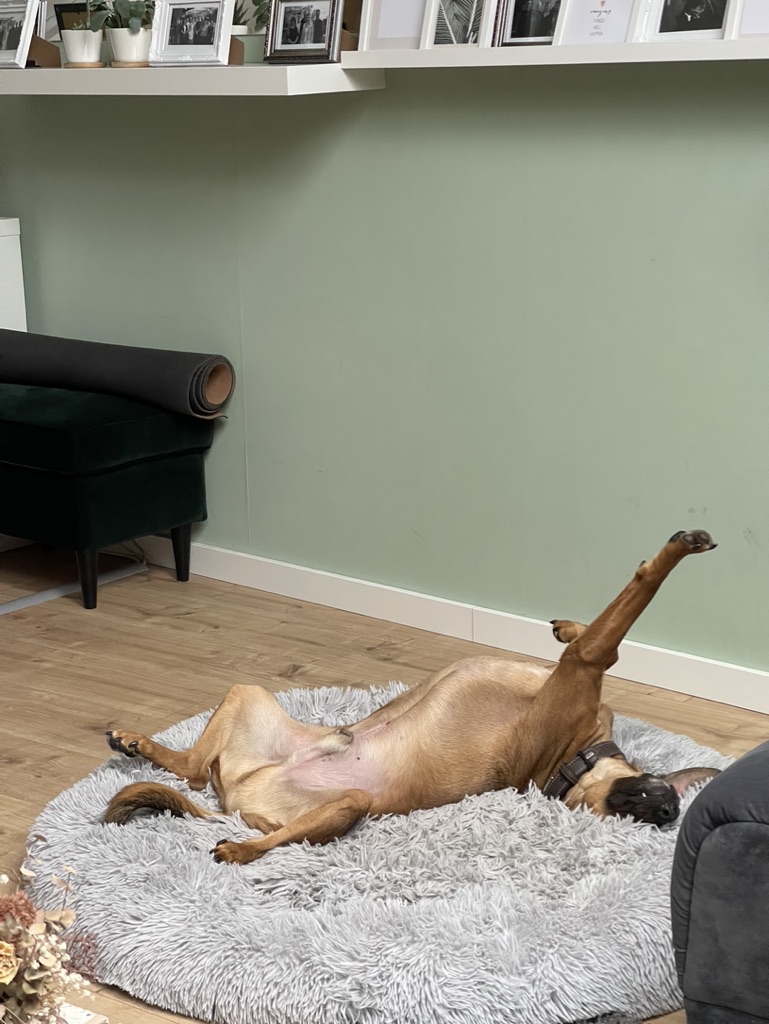 Bobby - English Cocker Spaniel - Bild 4