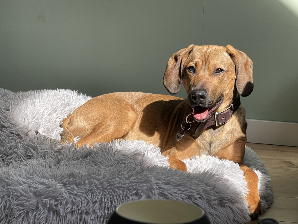 Bobby - English Cocker Spaniel - Bild 5