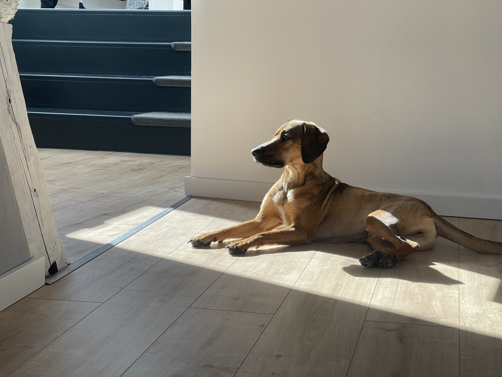 Bobby - English Cocker Spaniel - Bild 6