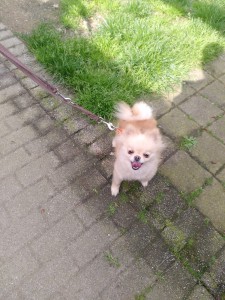 Gina mit Geschirr