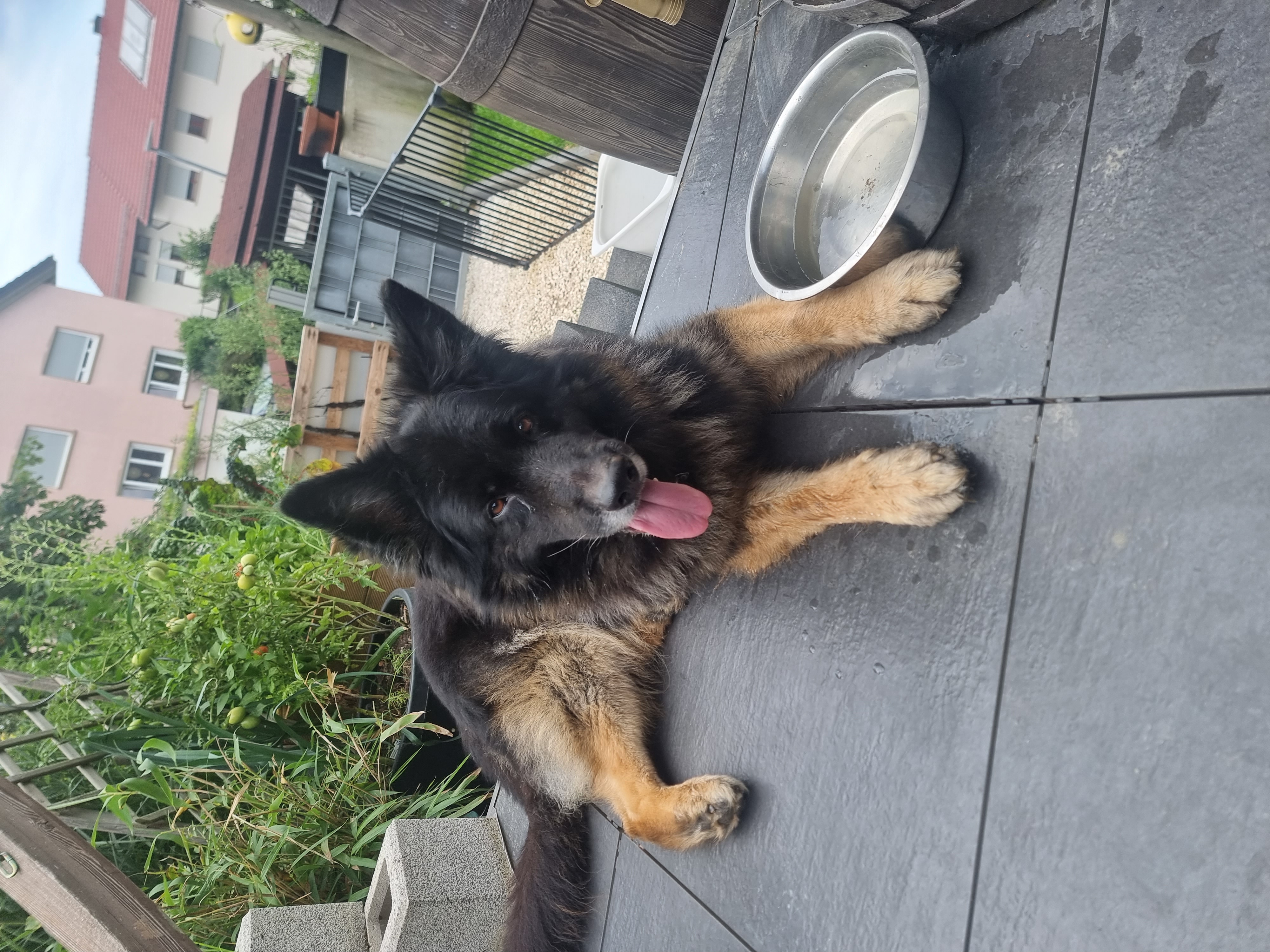 Hady - Deutscher Schäferhund, Kai - Bild 2