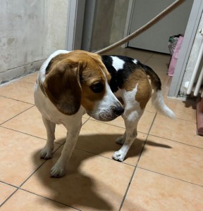 Fundhund vom 21.07.25