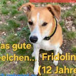 Fridolin