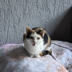 Pumelchen