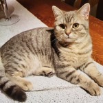 vermisst Lahr Hansjakobstraße