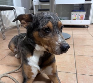 Fundhund-130326-Ettenheim