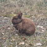 Fundkaninchen Friesenheim