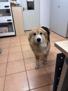 Fundhund Ettenheimweiler vom 12.04.26