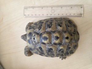 Fundschildkröte Feld Oberweier