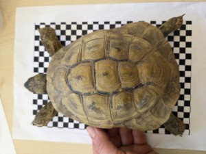 Fundschildkröte Schuttern