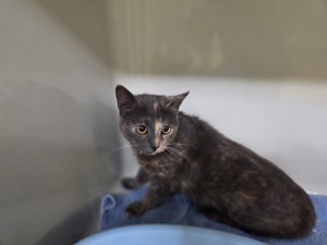 Röschen Kappel-Grafenhausen