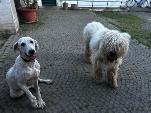 Komondor