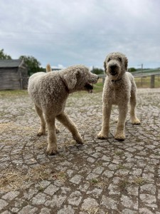 Komondor2