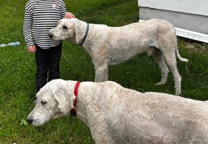 Komondor3