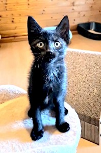 Loki